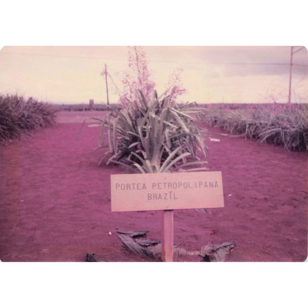 Vintage 1970s Hawaii Oahu Del Monte Pineapple Wahiawa Garden Photo Lot of 8 - Picture 4 of 8